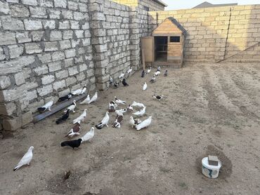 goyercin yuvasi satilir: 15 manatdan tam sağlam üst üstde satılır enni quyruqlar 40 eded