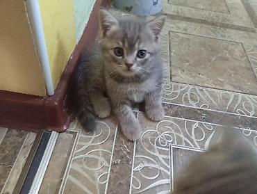 Мышыктар: Продаются котята от Британской кошки короткошёрстные котята серого — 6