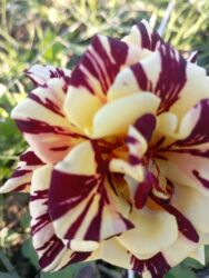 Çöl bitkiləri: Saqı Gülçülük – Tərtərin ən gözəl gülləri Bir gül təkcə ətriylə deyil — 19