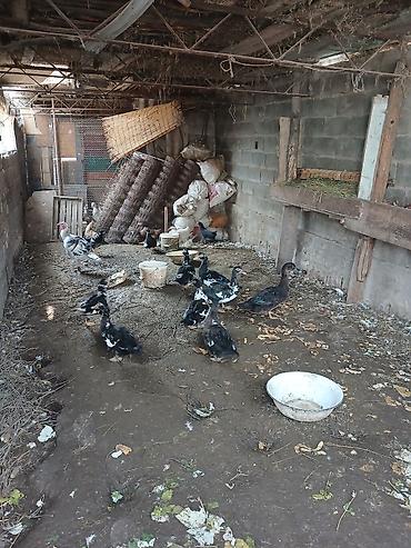 нарын суусу: Кааздар ордоктор сатылат — 7