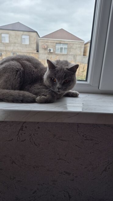 котёнка в добрые руки: Britan