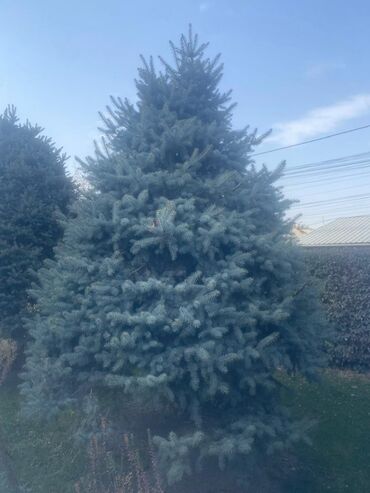 купить туи 1 метр: Ель голубая (Picea pungens, «Blue Spruce») — крупномер для
