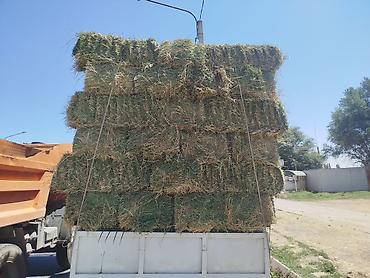 фри пир: ☘️🍀🍀Продаю Клевер ✅ 2 кос 💯 качество 🚚 доставка - — 1
