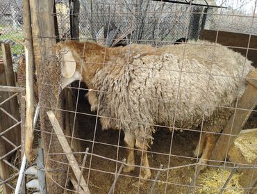 купить козу в бишкеке: Продаю | Овца (самка), Ягненок, Баран (самец)