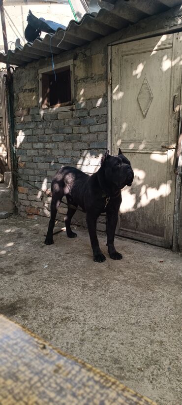 it adlari qiz: Kane-Korso, 2 ay, Dişi, Peyvəndli, Ünvandan götürmə