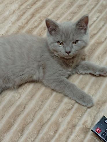 котенок скотиш фолд: Шотландские котята - Окрас: серый (голубой), равномерный, плотный. - — 2