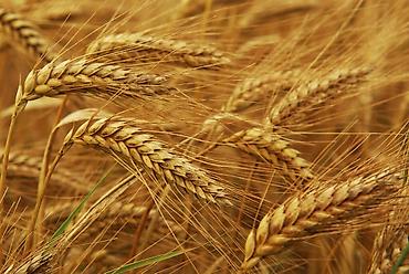 карликовый пудель цена: Buğda samanın presi 50 qəpik Arpa samanın presi 60 qəpik Təcili — 3