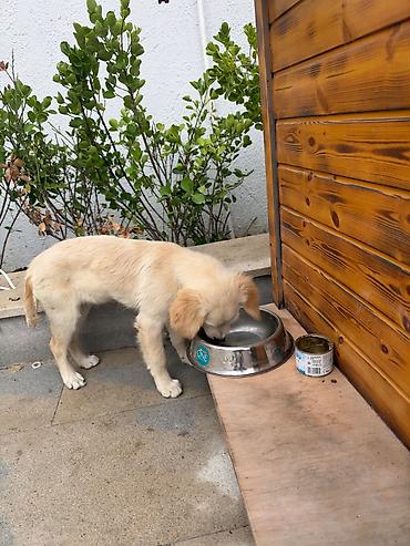 tük töken: Retriever, 3 ay, Erkək, Peyvəndli, Pulsuz çatdırılma — 4