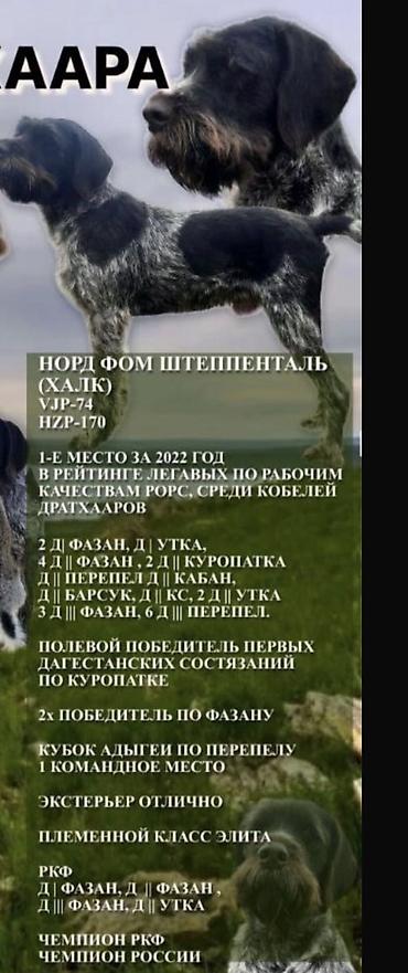 Вязка собак: Вязка: Дратхаар, Самец, 2 года, С родословной — 10