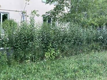 Ağaclar: İlin 12 ayı həmişə yaşıl dekorativ ağaclar yarpaqları tökülmür bu -da lalafo.az — 5 Ağaclar: İlin 12 ayı həmişə yaşıl dekorativ ağaclar yarpaqları tökülmür bu — 5