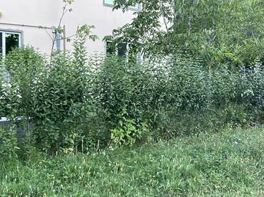 Ağaclar: Yaşıl canlı çəpər – Ligustrum (Privet) kolları - Məhsul — 13