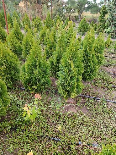 афган кой: Туя западная ‘Смарагд’ (Thuja occidentalis ‘Smaragd’) — плотные — 1
