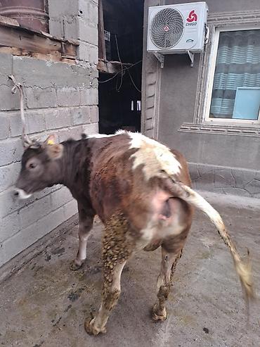 Коровы, быки: Продаю | Корова (самка) | Для молока at lalafo.kg — 10 Коровы, быки: Продаю | Корова (самка) | Для молока — 10