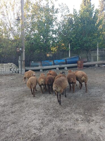 Digər kənd təsərrüfatı heyvanları: 3 aylığ südəmər quzular satılır! Diri çəkisi 10 manatdı,tək tək — 6