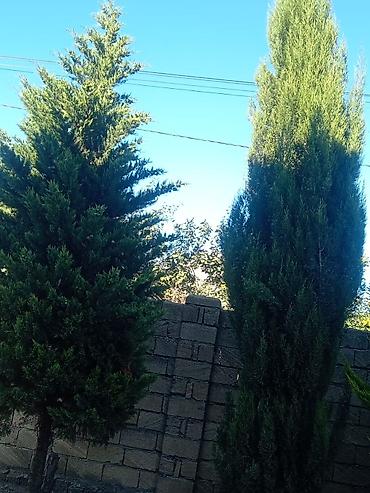 paulownia agaci: Thuja (evergreen dekorativ ağac) - Növ: Thuja/ardıc tipli həmişəyaşıl — 4
