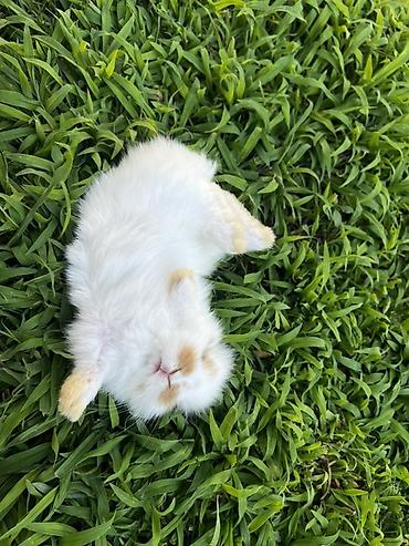ərəb dovşanı: 1 aylıq balaca🐰 Hazırda məndə bu çox şirin dovşanım var 🥹🤍 Çox şirin — 4