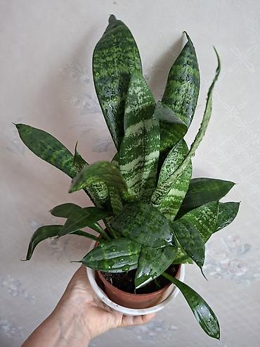 Сингониумы: Коллекция комнатных растений — подборка декоративно-лиственных — 35