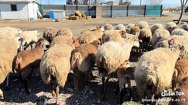 qoyun mal: Dişi, il: 1, Damazlıq, Pulsuz çatdırılma — 9