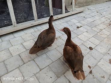 qaz yumurtasi satisi: 2 dənə dişi qırmızı öküz fərə satılır 3 ay yarımlıqdilar qiymətdə çox — 3