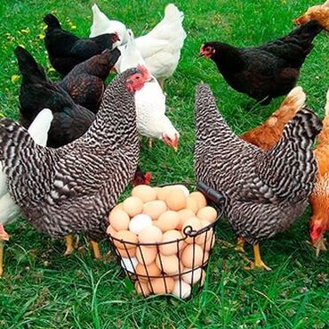 Другие животные: Жожо жожо цыплят Андижан кара в наличии 10-15 кундук жожолор вакансии