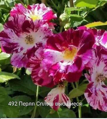 Rose saplings: Кустовые розы — сорта: - Э Шропшир Эд (№534): густомахровые — 36