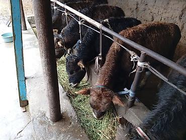 Коровы, быки: Продаю | Бык (самец) | Швицкая | На откорм — 6