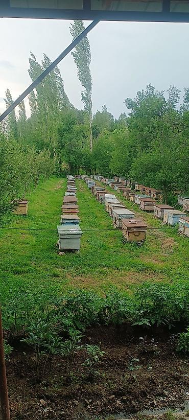 сырьё ящик: Aksy Honey — натуральный горный мёд из Аксыйского района - — 1