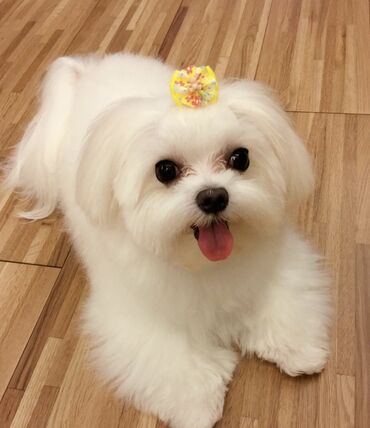 İtlər: Malta bolonka, 1 ay, Erkek -da lalafo.az — 6 İtlər: Malta bolonka, 1 ay, Erkek — 6