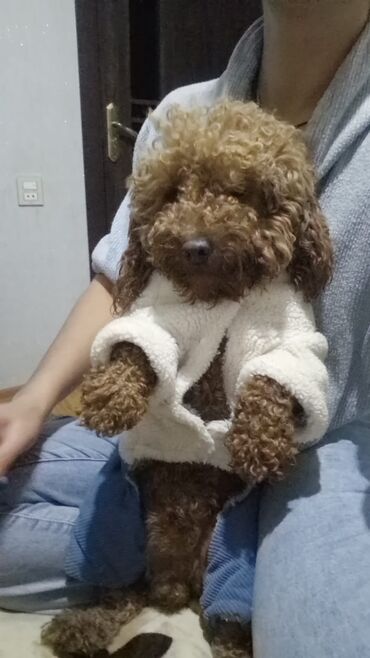 İtlər: Pudel, 2 ay, Peyvəndli, Pulsuz çatdırılma — 9