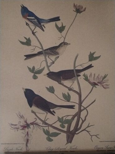 постельное белье азербайджан: Məhsul: Təbiət mövzulu vintage üslubunda illüstrasiya posterləri