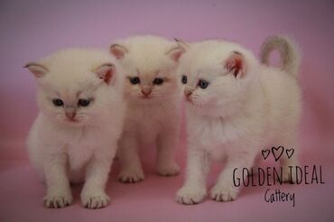 британская прямоухая кошка: Профессиональный питомник "GOLDEN IDEAL"выставляет на продажу