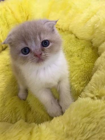 Pişiklər: Britan qıvrıqqulaq (Scottish Fold) balası - Cins: Scottish Fold — 3