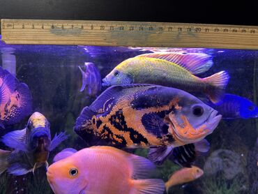 Рыбы: Продаю Аквариумные цихлиды крупных и средних размеров - Для — 4