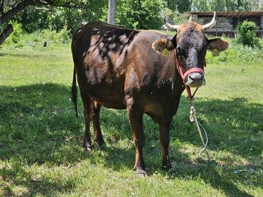 Коровы, быки: Продаю | Корова (самка), Тёлка | Алатауская | Для разведения, Для молока | Стельные