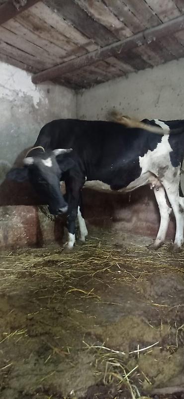 cins ineklerin satisi: 3 qarına 8 aylıq boğaz ivanovka satılır unvan bine savxoz razılaşma — 3