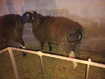 Баран, овца: Продаю | Баран (самец) | На забой, Для разведения — 1