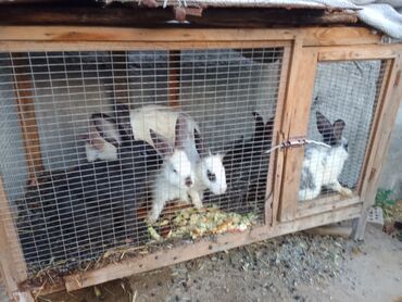 мясо кролика цена в бишкеке: Сатам | Ургаачы коен, Коендун бөжөктөрү