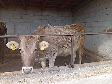 Коровы, быки: Продаю | Корова (самка) | Полукровка | Для молока | Привязанные — 2