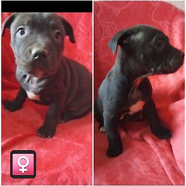 Psi: Pit bull štenci na prodaju Oštenjeni: 18.12.2025 Primili su prvu — 2