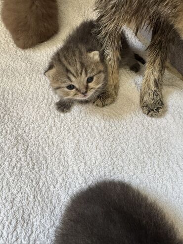 речная форель: Котята, помёт от домашней кошки. Описание: - Возраст на фото: совсем