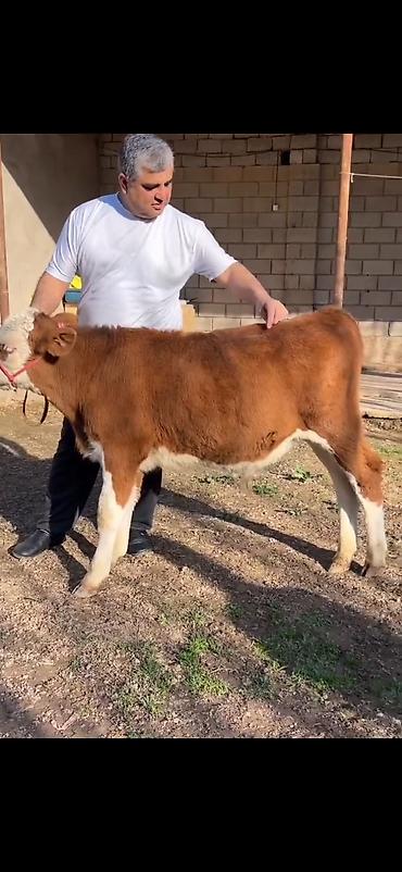 Dana, buzov: Satılır: simmental tipli dana - Cins: ətli istiqamət – simmental — 3