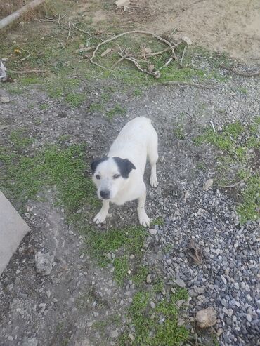 İtlər: Zvonok, 11 ay, Erkek, Peyvəndli -da lalafo.az — 13 İtlər: Zvonok, 11 ay, Erkek, Peyvəndli — 13