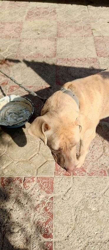 Зоотовары: 8 ayliq pitbull qiymet 100 razlasmq olar — 2