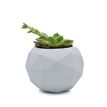 Minimalist beton saksıda sukkulent - Bitki: az suya tələbatlı, işığı lalafo.az -da Minimalist beton saksıda sukkulent - Bitki: az suya tələbatlı, işığı