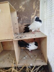 cins ineklerin qiymeti: Salam, təmiz cavan quşlar satılır. Rənglər: ağ-qara, boyunda qara