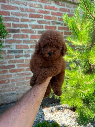 Psi: Crvene i aprikot patuljaste pudle Crvene i aprikot mini/patuljaste — 4