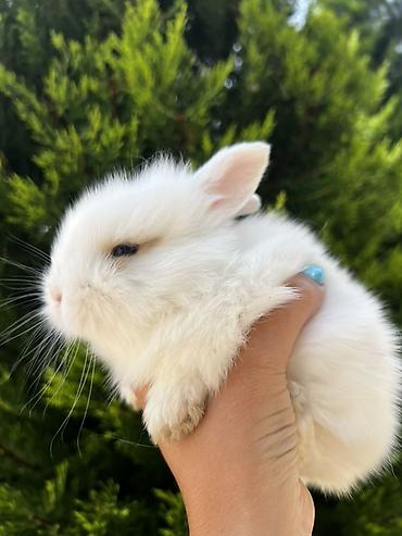 ərəb dovşanı: 1 aylıq balaca🐰 Hazırda məndə bu çox şirin dovşanım var 🥹🤍 Çox şirin — 5