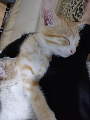 кот рыжий: Отдаем наших миленьких котят в добрые и любящие руки. 2 котенка