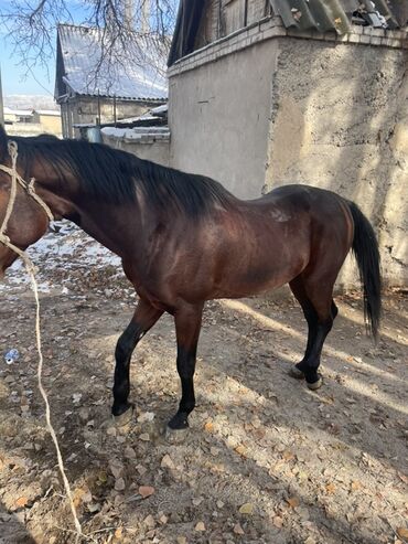 срочно продаю в связи с переездом: Сатам | Байтал | Аргын | Жумушка | Асыл тукумдуу, Жасалма жол менен боозутуу