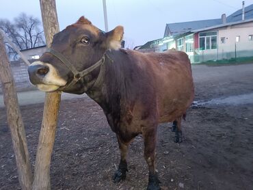 дойная карова: Продаю | Корова (самка) | Швицкая | Для разведения, Для молока | Стельные, Племенные, Искусственник